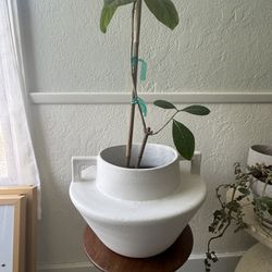 White Large Vase / Pot With Gardenia Plant