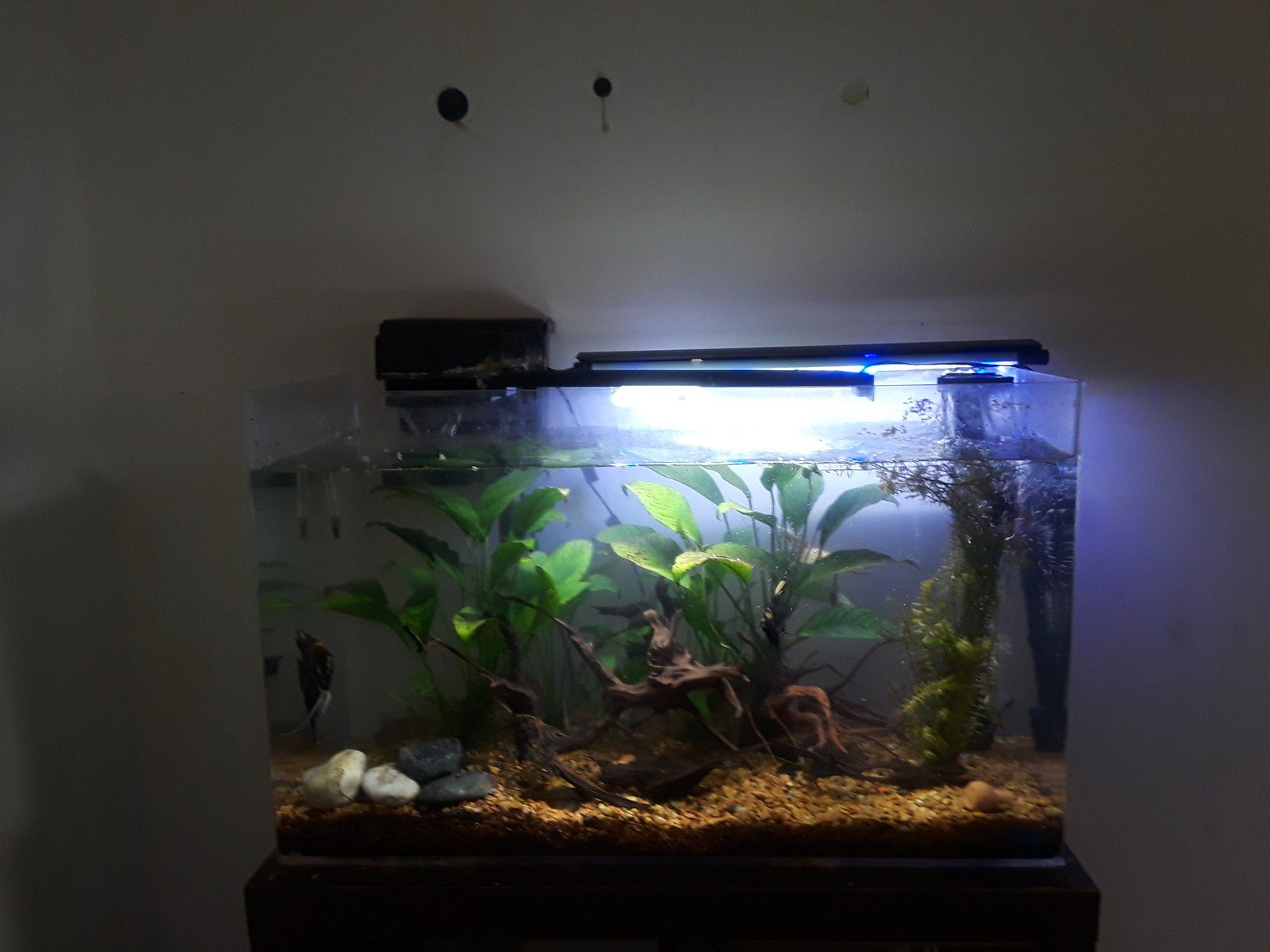 acrylic planted fish tank