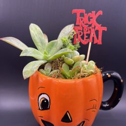 Succulent Arrangement 