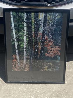 Oak Trees Framed Poster Art
