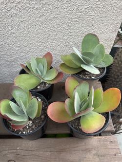 Kalanchoe Succulent Plants $5 each