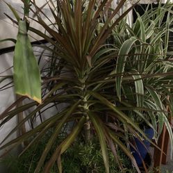 Dracaena Plant