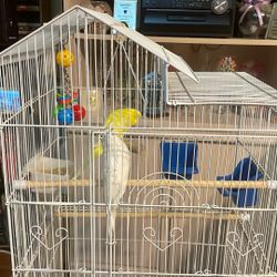 Birds And Cage And Basic Accessories 
