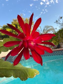 Epiphyllum or Orchid cactus, bright red blooms
