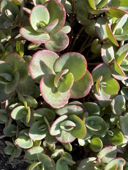 Stone Crop Sedum