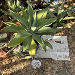 Plants. Cacti And Snake Plants. 