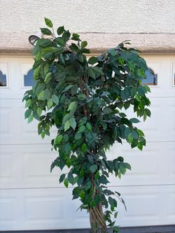 7F artificial ficus tree