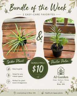 Spider Plant & Parlor Palm Bundle
