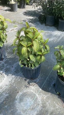 Sanchezia – 3 Gallon Plants 🌿