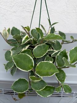 Hoya carnosa 'Krimson Queen'