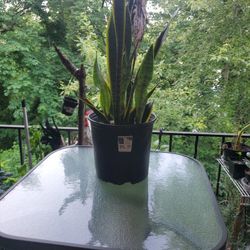Shakespeare Plant 