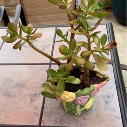 Jade Plant In Decorative Pot Decorative Green Easy To Care For 