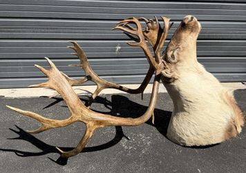 Caribou shoulder mount
