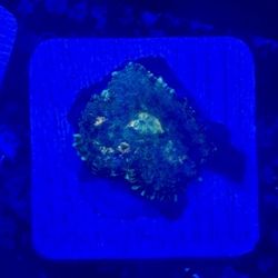 Pincushion Mushroom Display Decor