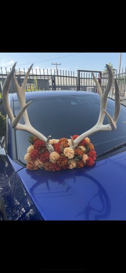 Horns Decoration