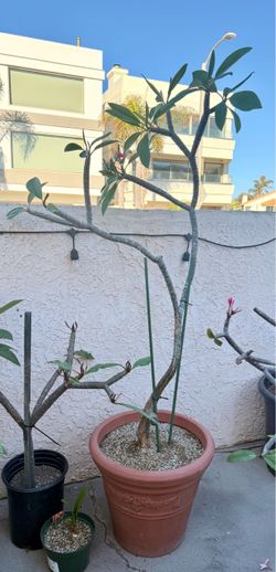 Big Beautiful Dark Reddish Pink With Orange Center Plumeria