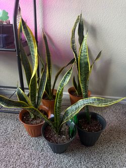 Snake Plants $10 each