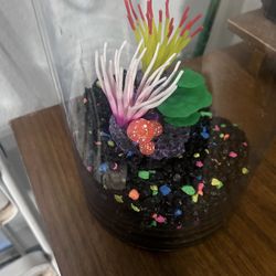 Fish Tank 