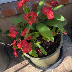 Plants Corona De Cristina