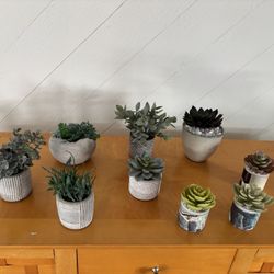 Decorative Indoor /Outdoor Miniature Plants