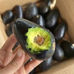 7ft FLOWERING MEXICOLA AVOCADO TREE 