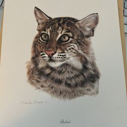 Charles Frace “Bobcat” Print