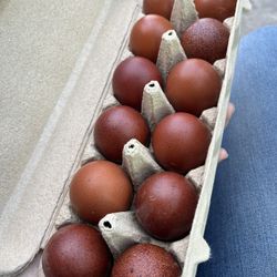 Black Copper Marans Hatching Eggs