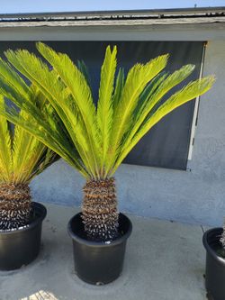 Large Sago
