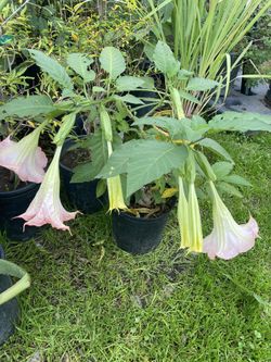 Plantas De  Florifundio O Anjel  Trompet Disponibles En Amarillo Rosita Y Blanco 