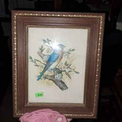 Bird Picture