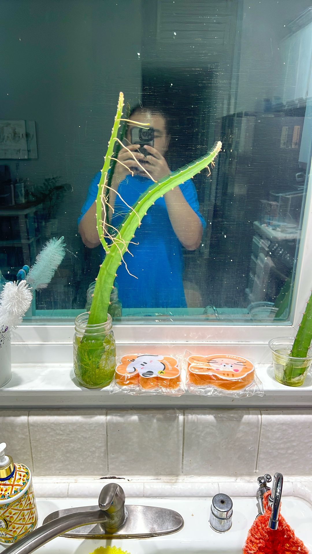 Yellow Dragon Fruit cuttings