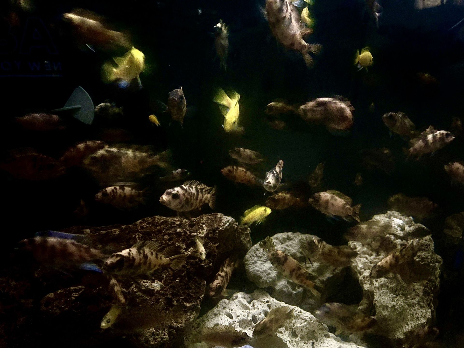 Fish Tank Decor