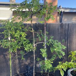 Bonsai Chinese Elm Forest Style Group Of $120 