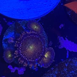 Fake Coral