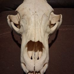Bear Skull