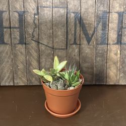 Succulent Arrangement - Live Plant In 4 inch Pot - Delivery Available 