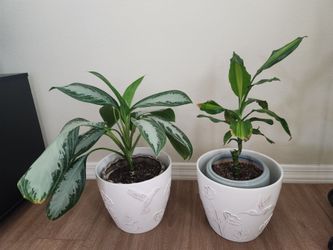 New Hummingbird Planters