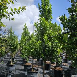 Green bottom wood Japanese Blueberry silvester bottom wood liveoak  tree 