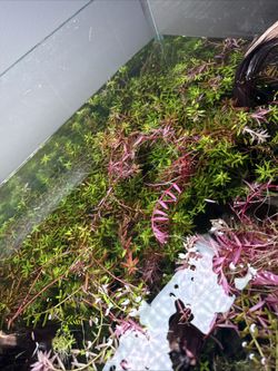 Rotala