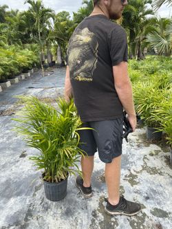 Areca palms