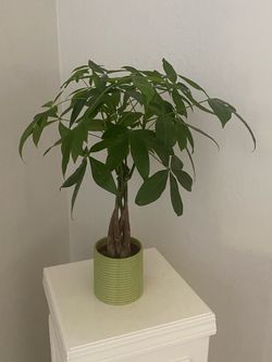 Lucky Money Tree