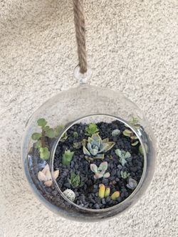 Live Succulent plant