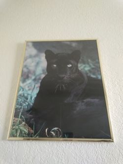 Leopard picture