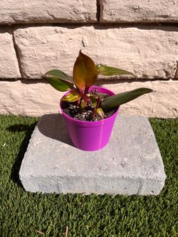 4” Pink Princess Philodendron