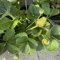 Strawberry Plants 🍓$20 Each Price Firm 