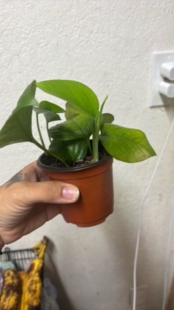 Pothos
