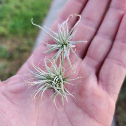 Tillandsia Tectorum Ecuador 