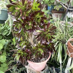 Aeonium Plant