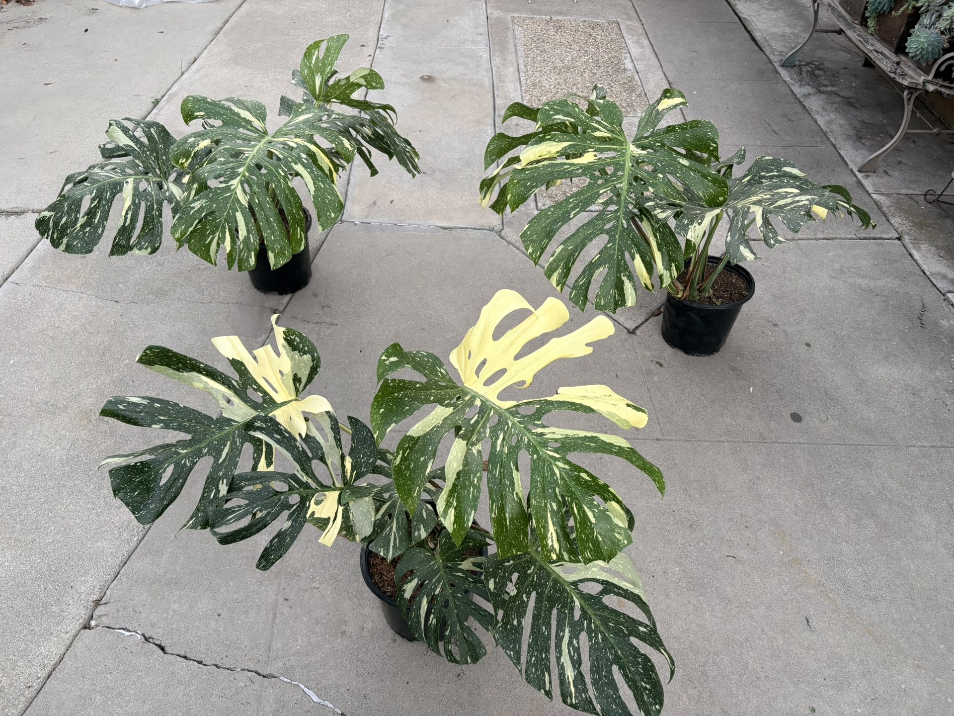 10” monstera thai constellation price for each
