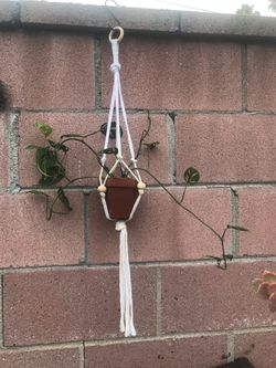 $7 Swiss cheese hanging plant